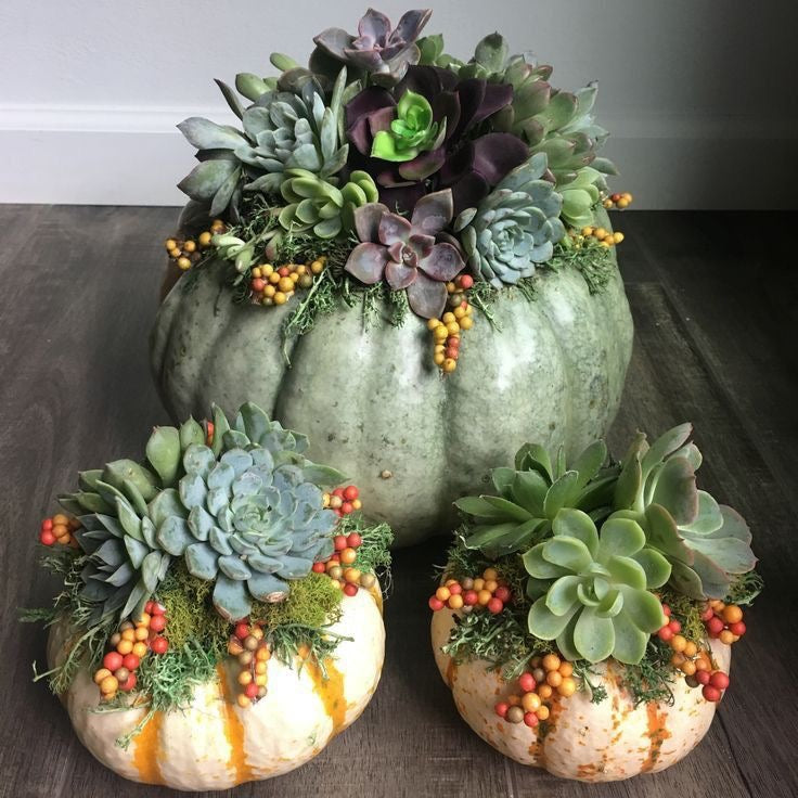 Little Pumpkins at the Threshold Workshop